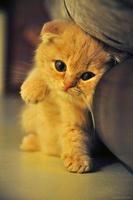 برنامه‌نما Cute baby Cats Wallpapers عکس از صفحه