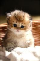 Cute baby Cats Wallpapers Cartaz