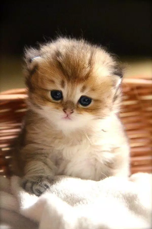 images of cute baby cats