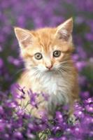 برنامه‌نما Cute baby Cats Wallpapers عکس از صفحه
