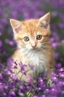 Cute baby Cats Wallpapers syot layar 1