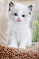 Cute baby Cats Wallpapers ảnh chụp màn hình 2