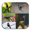 Hummingbird Wallpapers HD