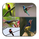Hummingbird Wallpapers icône
