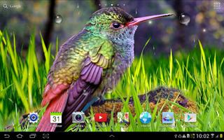 Hummingbird Wallpapers captura de pantalla 3