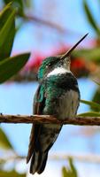 Hummingbird Wallpapers Poster