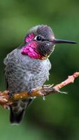 Hummingbird Wallpapers captura de pantalla 1