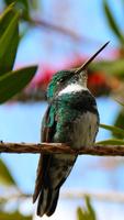 Hummingbird Wallpapers capture d'écran 2