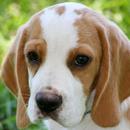 Best Beagle Dog Wallpaper HD aplikacja