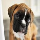 Boxer Dog Wallpaper HD APK