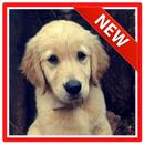 New Golden Retriever Wallpaper HD APK
