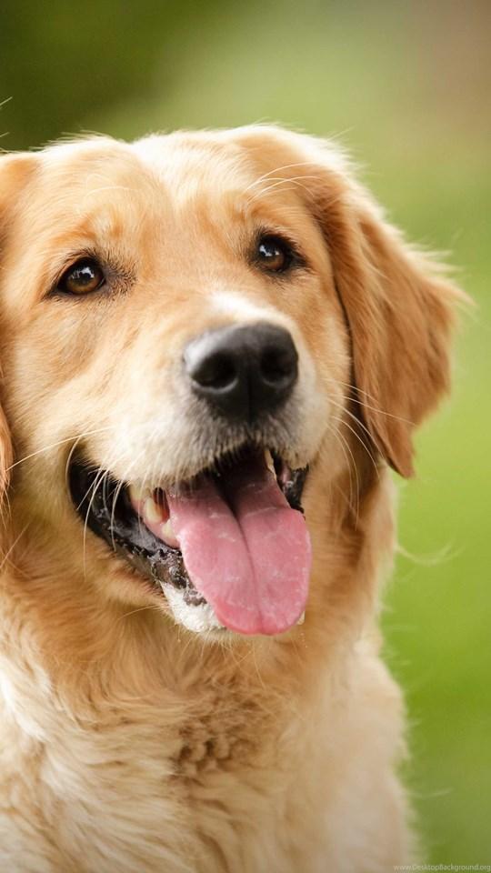 New Golden Retriever Wallpaper Hd For Android Apk Download