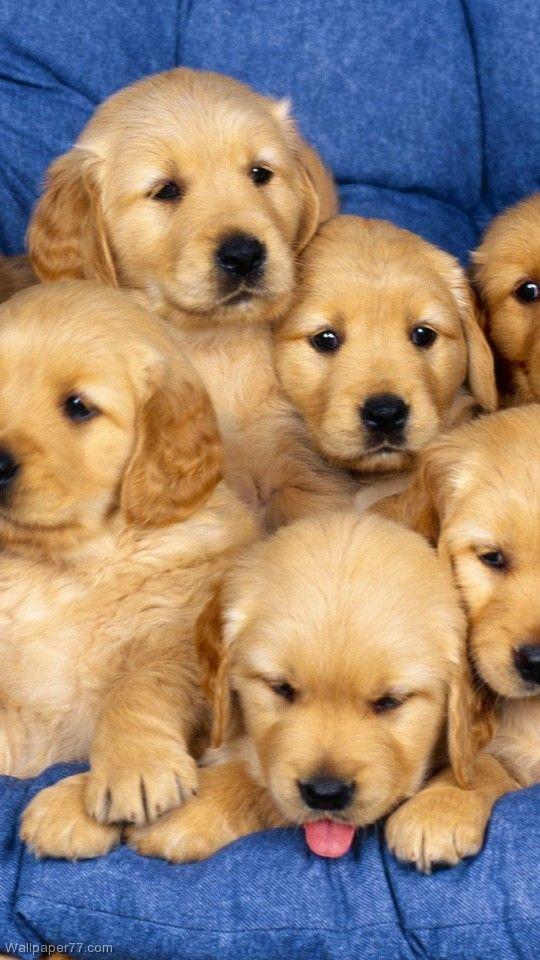 Labrador Retriever Wallpaper HD APK voor Android Download Labrador Retriever Wallpaper HD APK voor Android Download