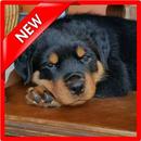 Rottweiler Wallpaper HD APK