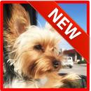 Yorkshire Terrier Wallpaper HD APK