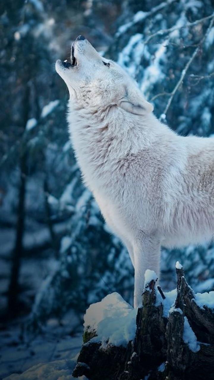 White Wallpaper Wolf