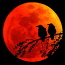 Moon Night Scene Wallpaper HD APK