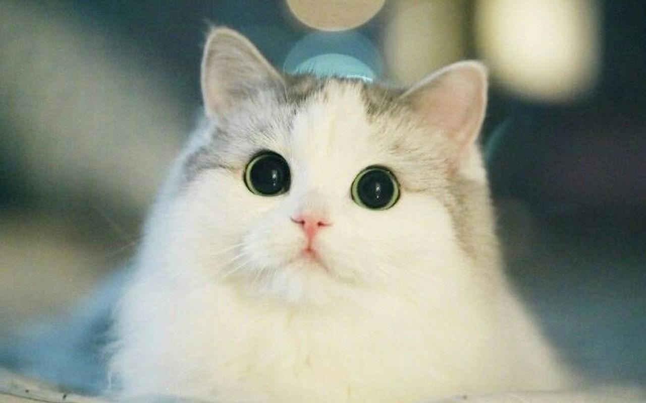 Cute Kawaii Cat Wallpaper