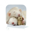 Rat Care
