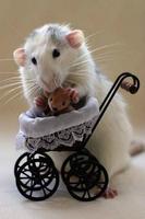 Rat Care پوسٹر