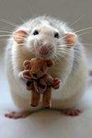 Rat Care اسکرین شاٹ 1