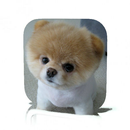Cool Dog Tricks APK