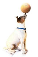 Cool Dog Tricks ポスター