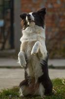 Cool Dog Tricks スクリーンショット 1
