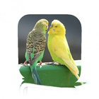 Pet Bird Care ícone