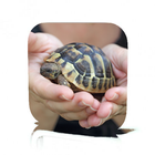 Pet Turtle Care biểu tượng
