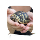 Pet Turtle Care APK