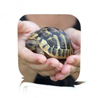 Pet Turtle Care icône