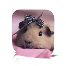 Pet Guinea Pig Care APK