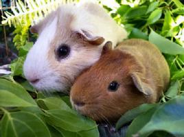 Pet Guinea Pig Care Poster