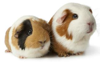 Pet Guinea Pig Care captura de pantalla 1