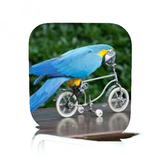 Parrot Tricks icon
