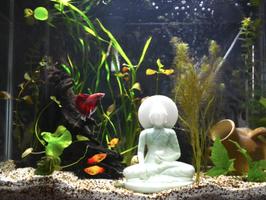Aquarium Care poster