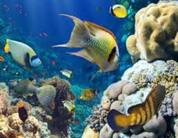 Aquarium Care screenshot 1