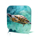 Aquatic Turtles Care APK