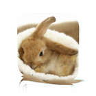 Pet Rabbit Care icône