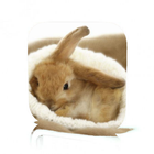 Pet Rabbit Care icon