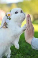 Pet Rabbit Care Affiche