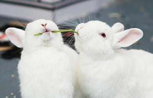 Pet Rabbit Care Ekran Görüntüsü 1