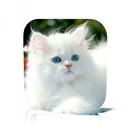 Cat Care APK