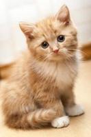Cat Care โปสเตอร์