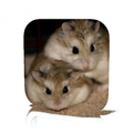 Hamster Care