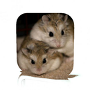 Hamster Care APK