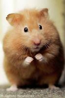 Hamster Care پوسٹر