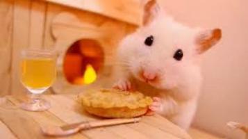 Hamster Care اسکرین شاٹ 1