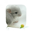 Chinchilla Care APK